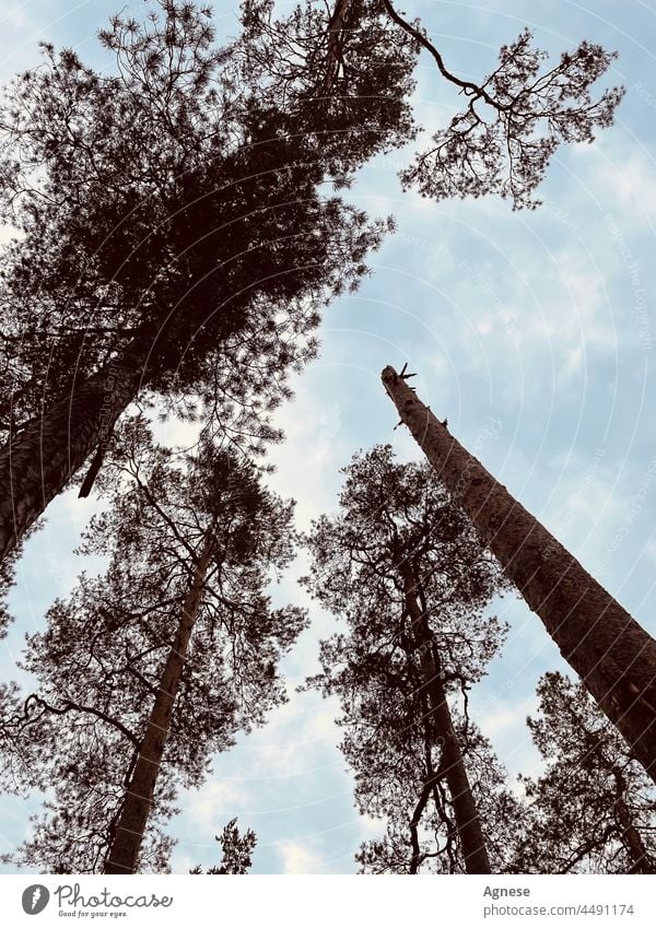 Himmelstrog-Bäume Baum himmelblau Wald Holz kaputte Bäume Kiefer Kiefern