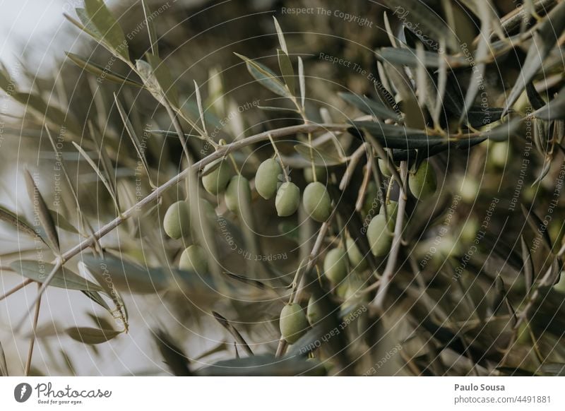 Oliven auf dem Baum oliv Olivenöl Olivenbaum Olivenhain Ackerbau Nutzpflanze Frucht Olivenernte Olivenblatt Umwelt Farbfoto Außenaufnahme Natur Menschenleer