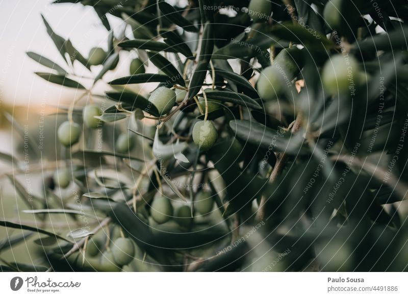 Oliven auf dem Baum oliv Olivenöl Olivenbaum mediterran Herbst Pflanze grün Olivenhain Menschenleer Olivenblatt Natur Olivenernte Farbfoto Außenaufnahme Tag