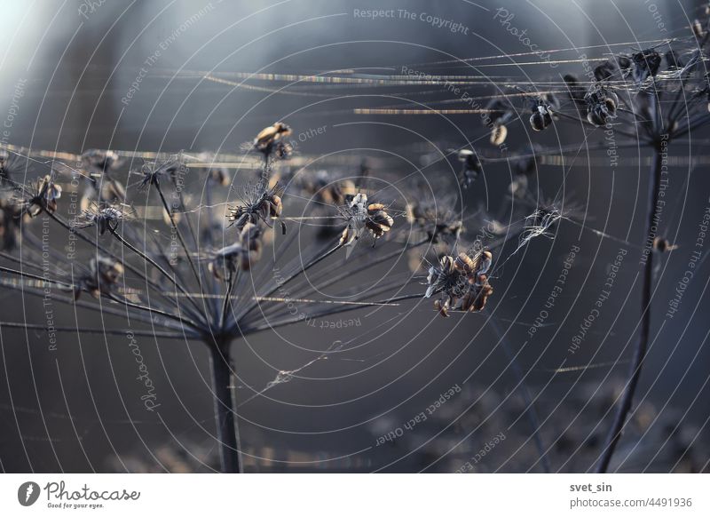 Köpfe von trockenen Schirmpflanzen und Spinnweben im kalten blauen Licht eines Herbstmorgens. Pflanze trocknen Regenschirm Spinnennetz Kopf Saatgut abstrakt