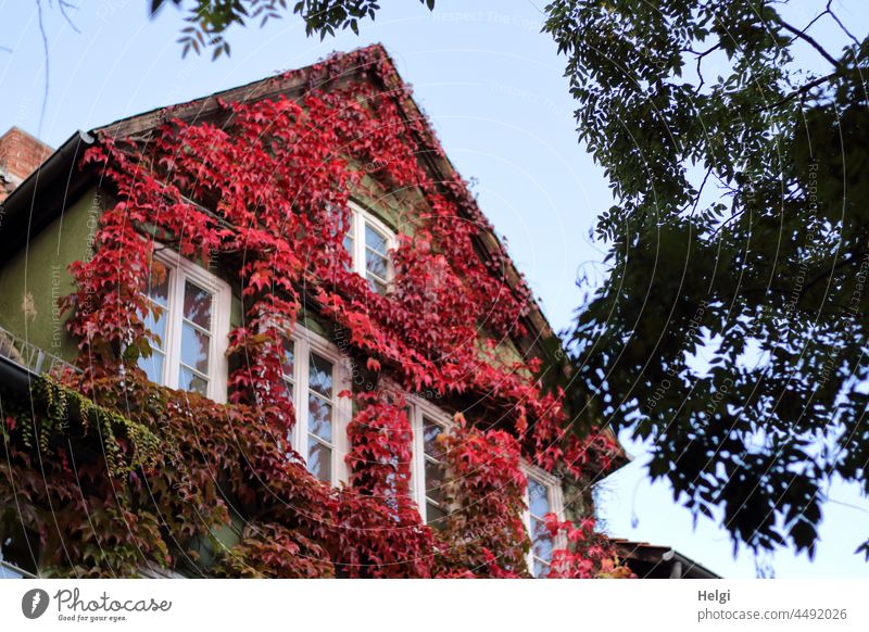 herbstlich rot gefärbte Weinblätter an einer Hausfassade Herbst Herbstfärbung wilder Wein Fassade Wand Fenster Bewuchs Ranke Baum Gebäude Pflanze Außenaufnahme