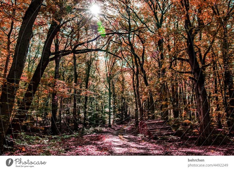 der anfang vom ende | des sommers Herbstlandschaft Herbstwetter Blätter Herbstwald Sonne Idylle herbstspaziergang Herbstfärbung herbstlich Herbststimmung