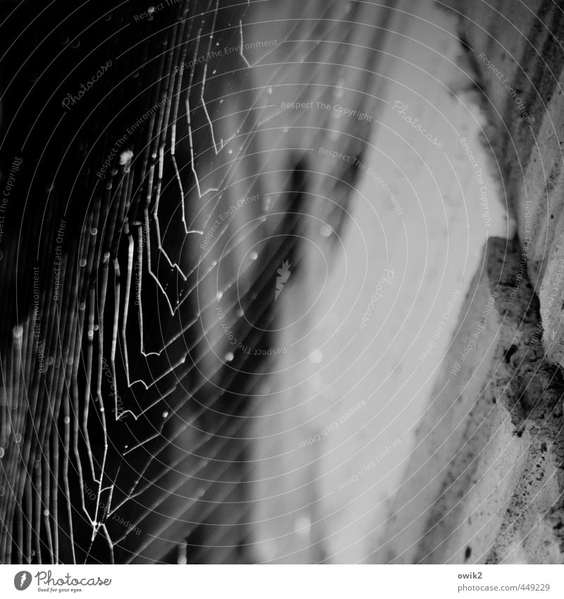 Spinnstube Bauwerk Architektur Spinnennetz Spinngewebe dünn authentisch fest beweglich dehnbar Stein Schwarzweißfoto Außenaufnahme Nahaufnahme Detailaufnahme