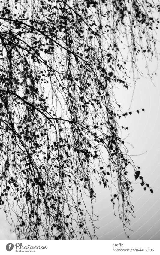 Novembergrau| einer Birke | schwarzes Spitzenkleid © Birkenzweige Novemberblues Novembermelancholie traurig trist Novembervibes Novemberstimmung Novemberbild