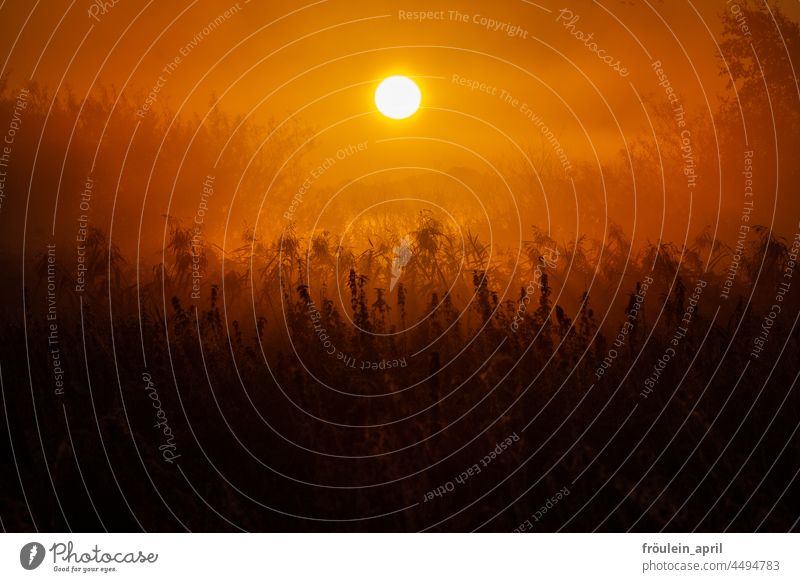 UT Teufelsmoor 2021 | Sonnenaufgang Sonnenlicht Sonnenstrahlen Natur Licht Landschaft Morgen Gegenlicht Nebel Morgendämmerung Pflanze Brennnessel warm Herbst