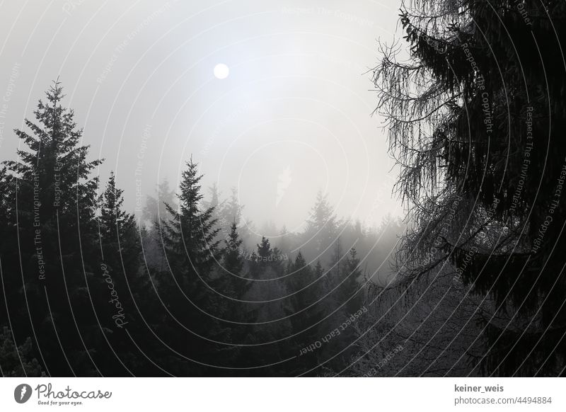Die nebulöse Sonne über dem finstern Tann Nadelwald Tannenwald neblig fahles Licht Winter Nebel Bäume Frost kalt Raureif Winterlandschaft Baum Natur Winterzeit