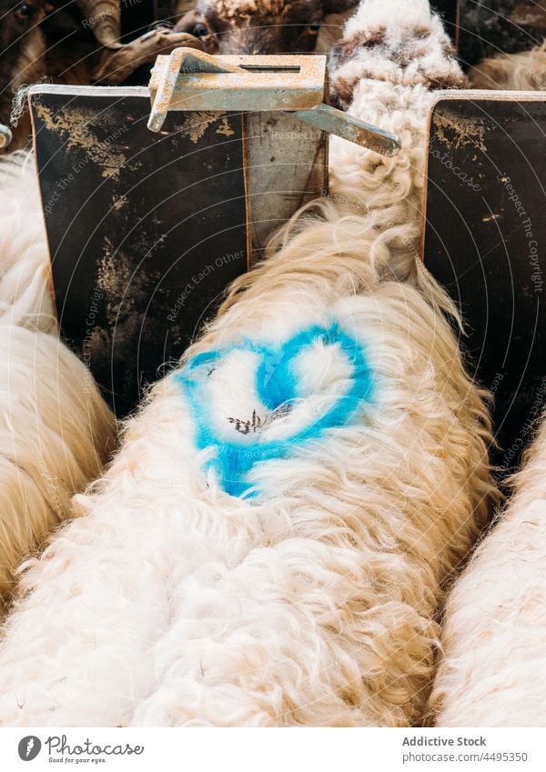 Schaf mit herzförmigem Farbstoff auf der Wolle, das im Futtertrog steht Tier Bauernhof Landschaft Herz Markierung Pflanzenfresser Säugetier Fussel Gehege weiden