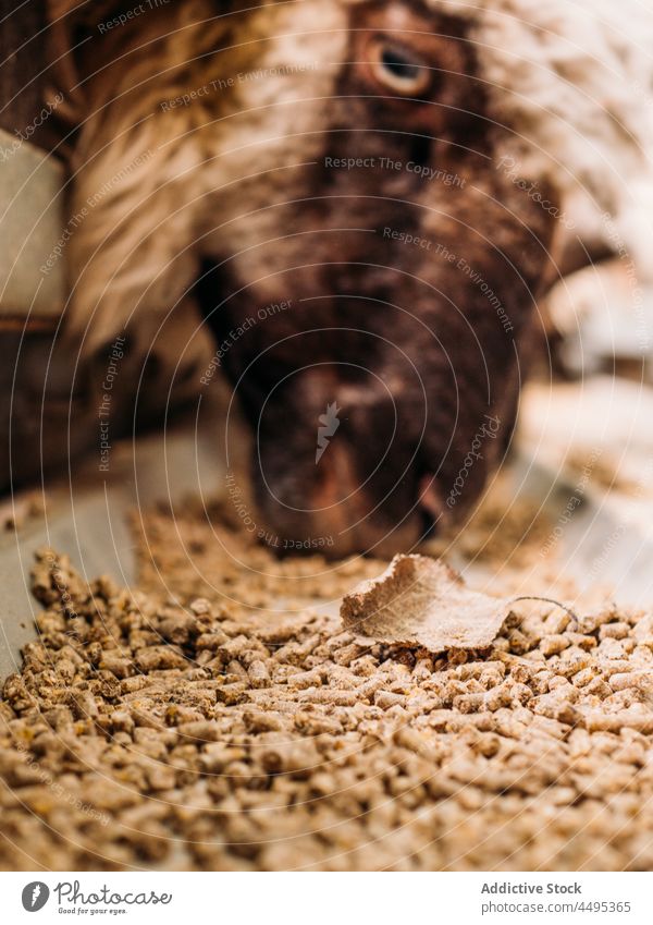 Schafe beim Füttern im Käfig auf dem Bauernhof Futter Zuführung Gehege Tier Säugetier Viehbestand Landschaft Fauna hungrig Lebensmittel Weide Kreatur züchten