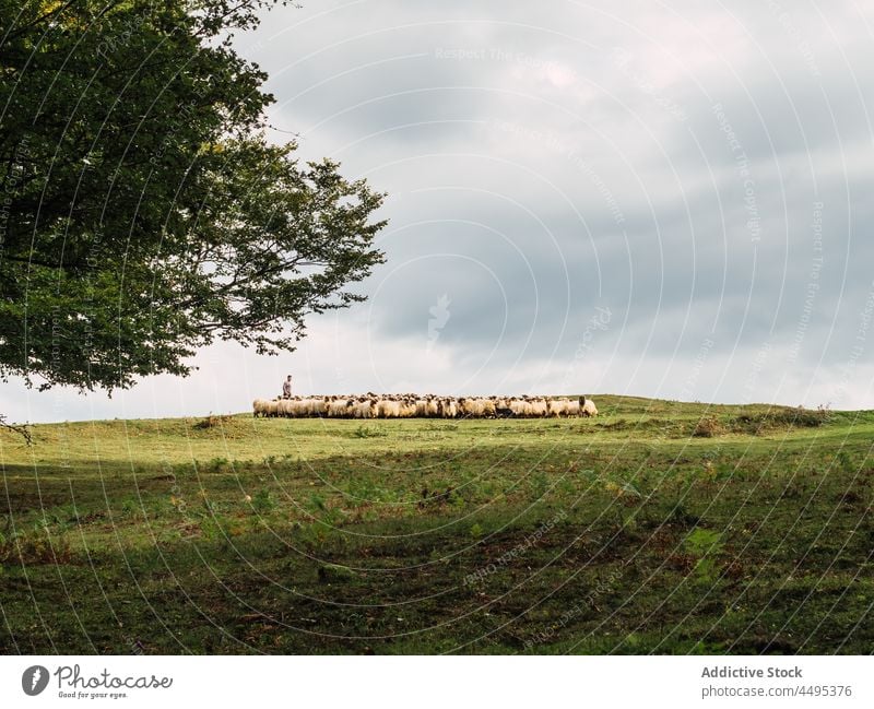 Anonymer Bauer treibt Schafe auf eine Wiese Mann weiden Schäfer Natur Landschaft Tier Weide Tal Herde ländlich malerisch männlich Landwirt Baum wolkig Himmel