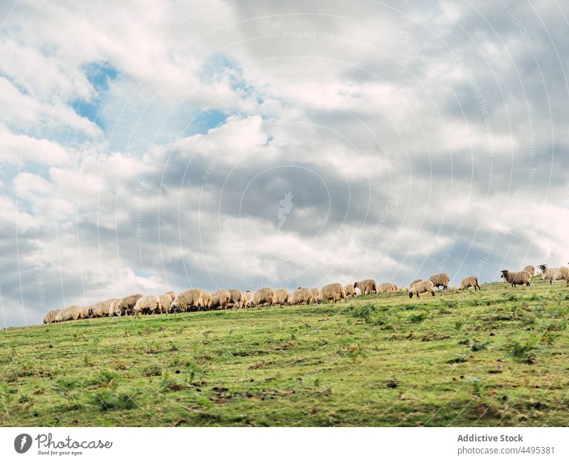 Schafherde auf der Weide im Hochland weiden Wiese Tier Bauernhof Berge u. Gebirge Schwarm Landschaft Natur Viehbestand Säugetier ländlich Herde malerisch Fussel