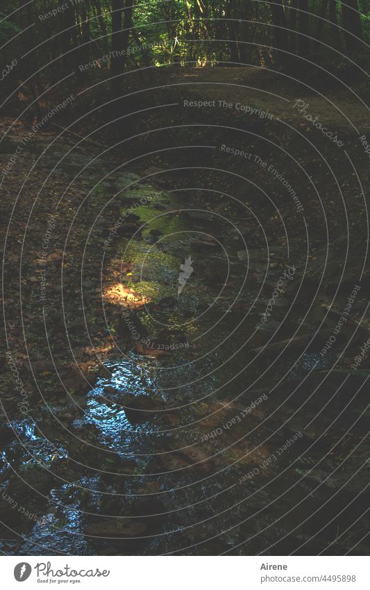 im Reich der Quellnixen | Wassergeister I Lichterscheinung Reflexion & Spiegelung Bach Wald Landschaft Zauberwald fantastisch leuchten Idylle geheimnisvoll