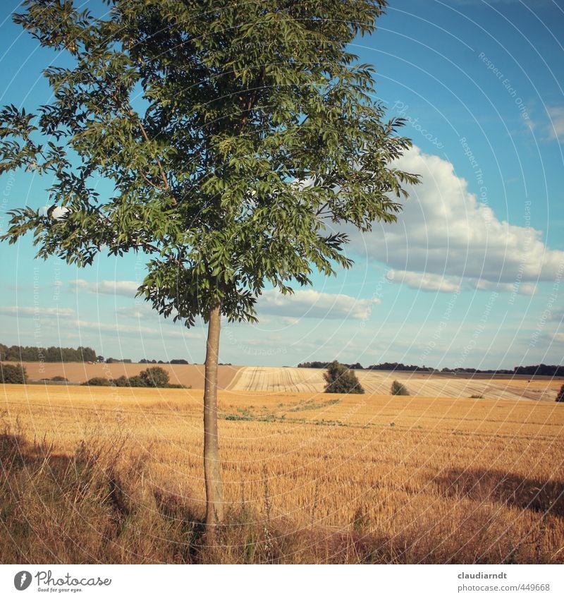 Altmark Umwelt Natur Landschaft Pflanze Himmel Wolken Horizont Sommer Schönes Wetter Baum Nutzpflanze Esche Feld Deutschland schön Wärme blau gold Heimweh