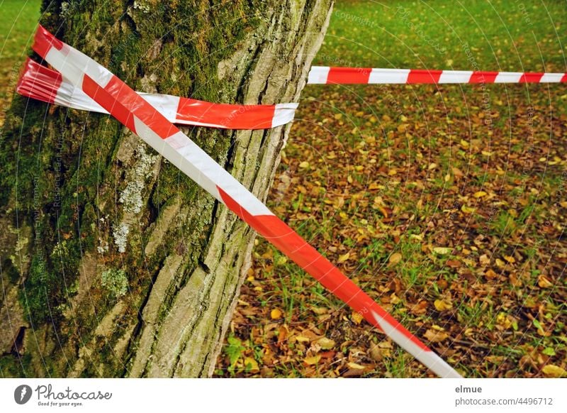 Im herbstlichen Park grenzt rot-weißes Flatterband eine Gefahrenstelle ein - ein Baum fungiert als Eckpfeiler Absperrband Kunststoffband reißfest Baumbruch