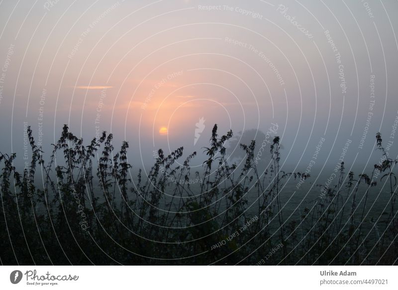 UT Teufelsmoor l  Silhouetten von Brennesseln vor aufgehender Sonne im Nebel Sonnenaufgang Osterholz-Scharmbeck Worpswede diesig romantisch Landschaft