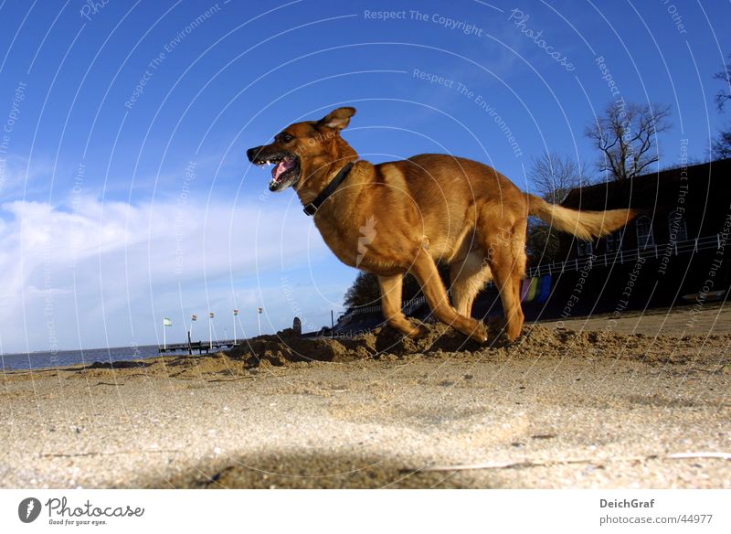 Crazy Dog Hund Strand böse rennen laufen Wildtier Flasche