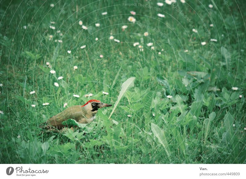 Woody Woodpecker Natur Tier Sommer Pflanze Blume Gras Wiese Wildtier Vogel Specht Grünspecht 1 grün rot Farbfoto Gedeckte Farben Außenaufnahme Menschenleer Tag