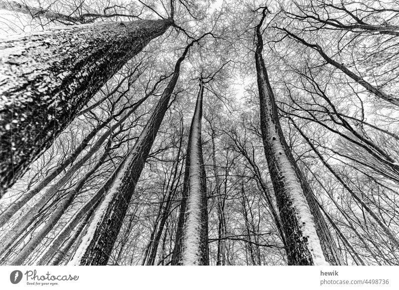 Winterwald baum Blick nach oben schwarz-weiß geäst Schafe himmelwärts