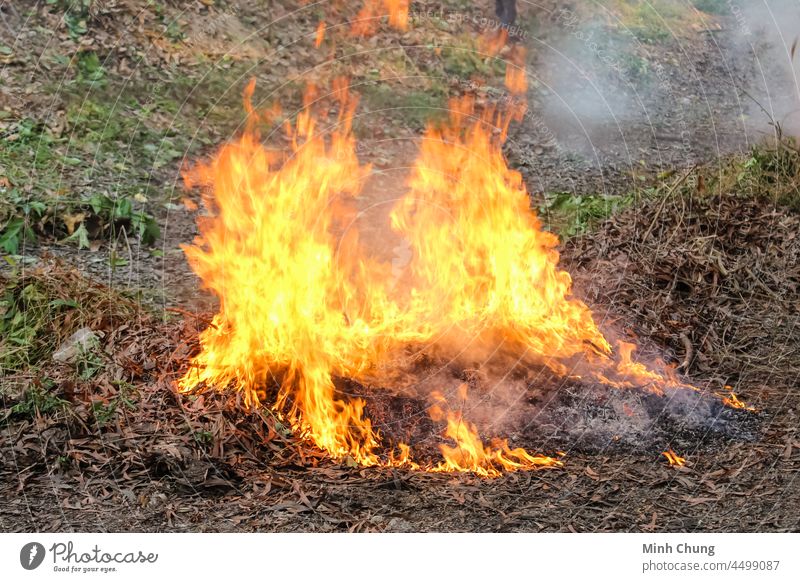 Die Blätter im Wald stehen in Flammen Asche Hintergrund Brand lodernd Freudenfeuer Brandwunde verbrannt Wandel & Veränderung Klima Landschaft Schaden Gefahr