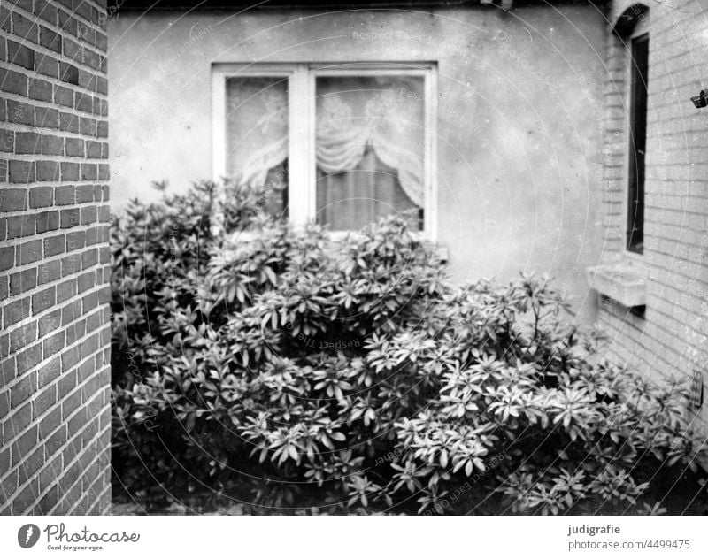 Busch vor Fenster mit geraffter Gardine Vorhang gebüsch Pflanze Wand Ziegel Ziegelwand klinkerwand Klinkerfassade Haus Mauer Fassade Gebäude Häusliches Leben