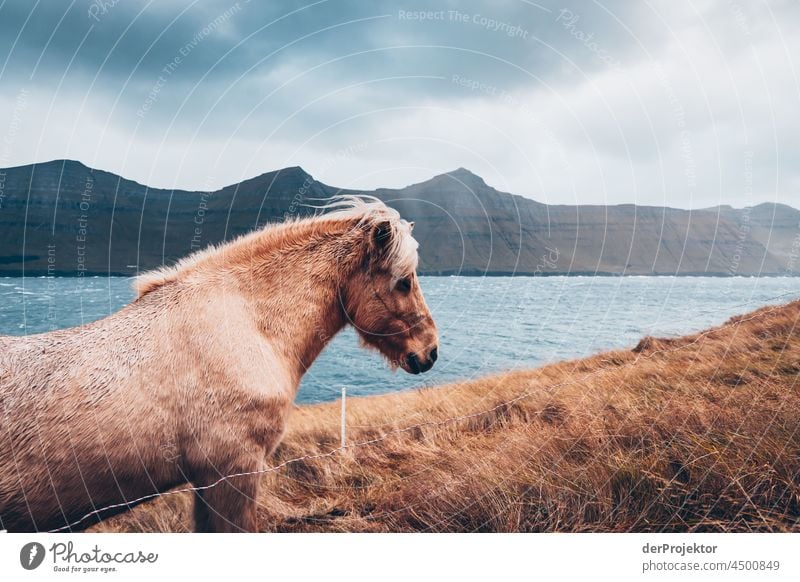 Pferd mit Panorama auf den Färöer Inseln traditionell im Freien spektakulär felsig natürlich Harmonie Wetter Felsen Hügel Umwelt ländlich Hochland malerisch
