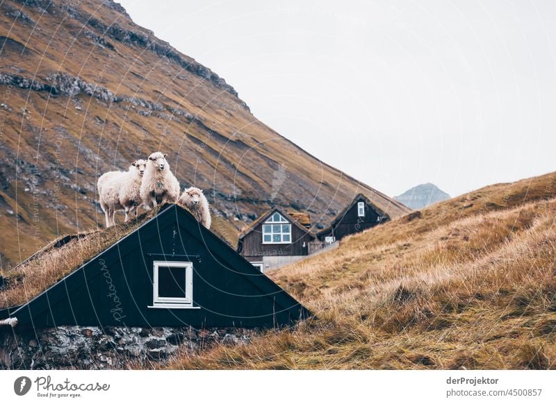 Schafe auf einem Hausdach auf den Färöer Inseln II traditionell im Freien spektakulär felsig natürlich Harmonie Wetter Felsen Hügel Umwelt ländlich Hochland