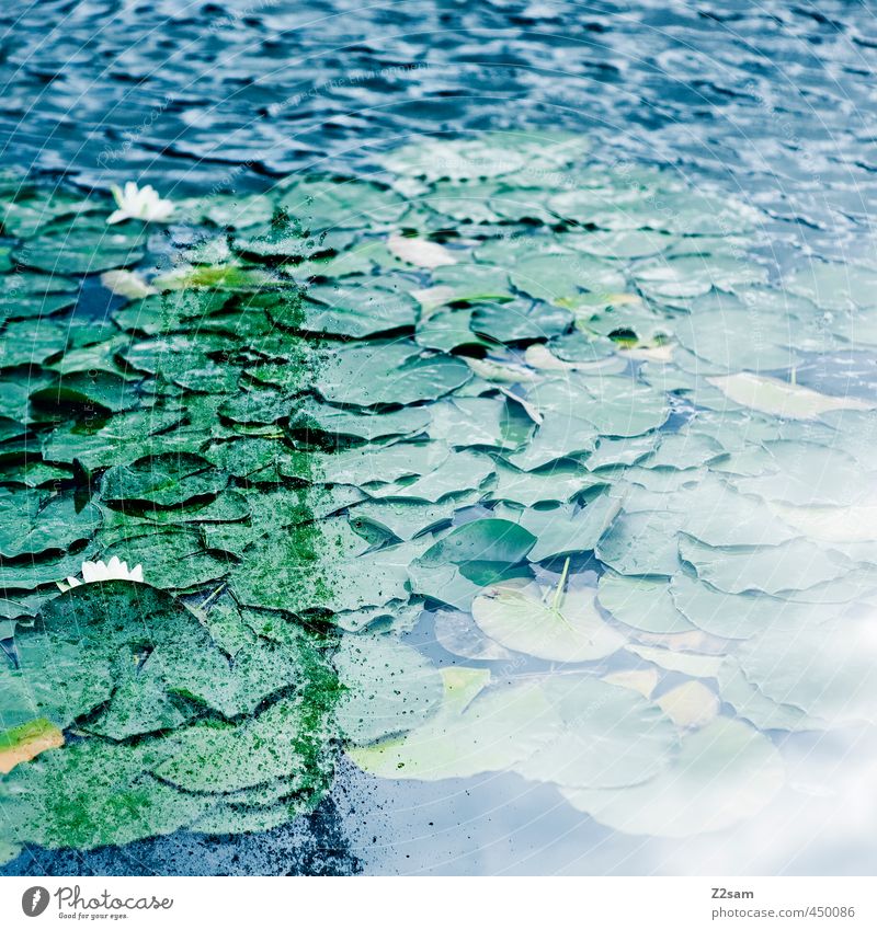kitsch Umwelt Natur Wasser Pflanze Seerosen Teich ästhetisch exotisch kalt blau grün Design Idylle Kitsch nachhaltig ruhig Surrealismus träumen Doppelbelichtung