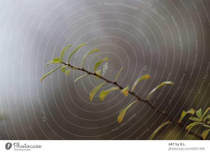 Blätterzweig im Herbstnebel blatt blätter blätterzweig herbst jahreszeit natur