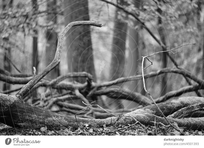 Baumstämme und Äste in einem Wald zur herbstlichen Jahreszeit, Laubwald und Laubbäume Natur Herbst Forst baumstämme Wildnis Baumstamm Forstwirtschaft