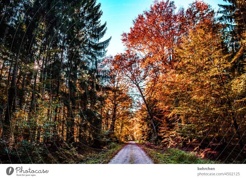 herbstgeschichten Wald fallende Blätter Sträucher Baum Herbst Landschaft Jahreszeiten Natur Herbstlaub Herbststimmung herbstlich Herbstfärbung herbstspaziergang