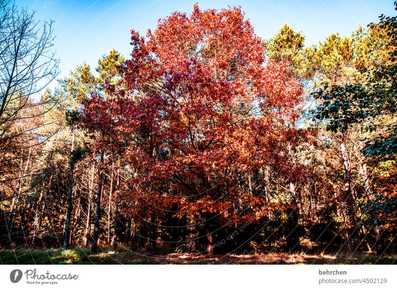 farbenfroh Idylle Blauer Himmel Herbstfärbung herbstspaziergang herbstlich Herbststimmung Jahreszeiten Herbstlaub ruhig Schönes Wetter Menschenleer Umwelt Natur