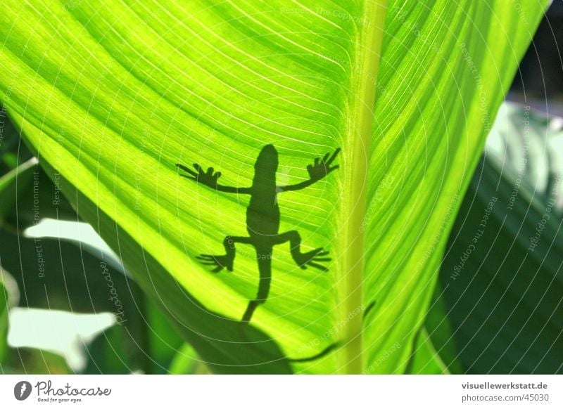 plastik trifft natur Gecko Blatt Physik heiß Licht Sommer Dekoration & Verzierung Lichtspiel Reptil Leguane grün gekko Sonne Wärme Schatten