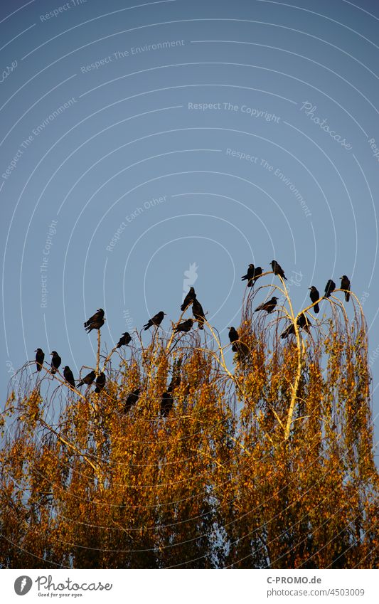 Krähenschwarm in Baumkrone Vogel Schwarm Krähenkolonie krähenvogel Herbst Corvus Rabenvögel Sonnenlicht Team Vögel Vögelschwarm sitzen warten wartend