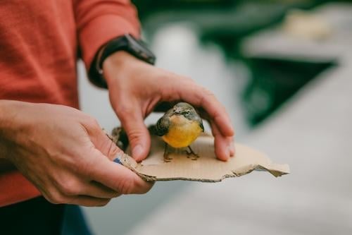 Ein Mann trägt einen verletzten Vogel auf einerlei Stück Pappe Hand Mensch tragen halten Tier