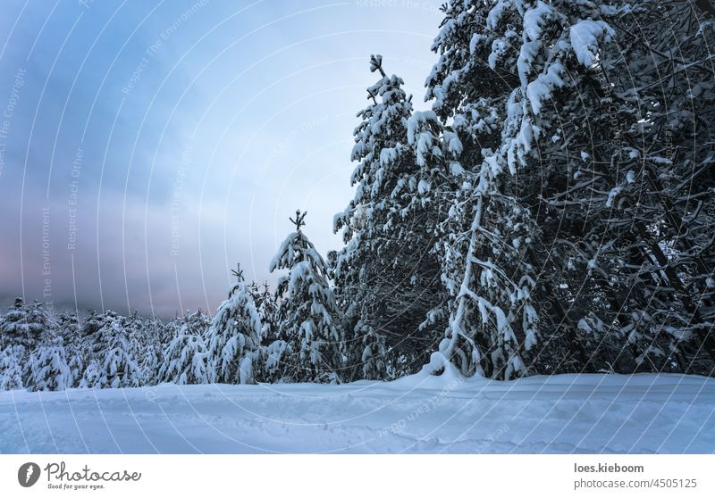 Schneebedeckte Tannen in Winterlandschaft, Wildermieming, TIrol, Österreich Baum Natur Sonnenuntergang kalt rot Tirol Wald Landschaft Abenddämmerung weiß Alpen
