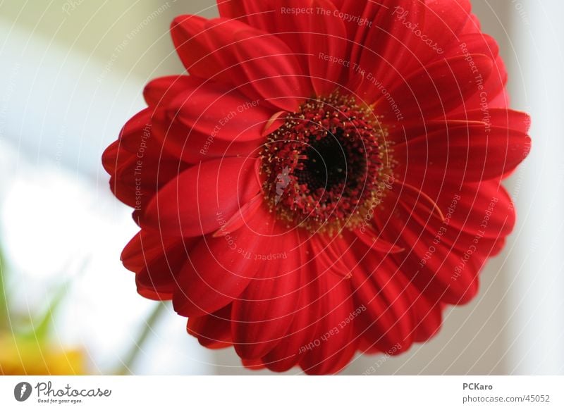 gute-Laune-Gerbera Licht rot Blume Pflanze beige gelb Fröhlichkeit Sonne Leben Kraft
