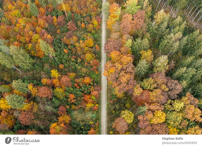 Blick von oben auf einen bunten Teil eines Herbstwaldes mit einem Feldweg in der Mitte. fallen Natur Wald Antenne Dröhnen Top-down Saison Landschaft gelb Park
