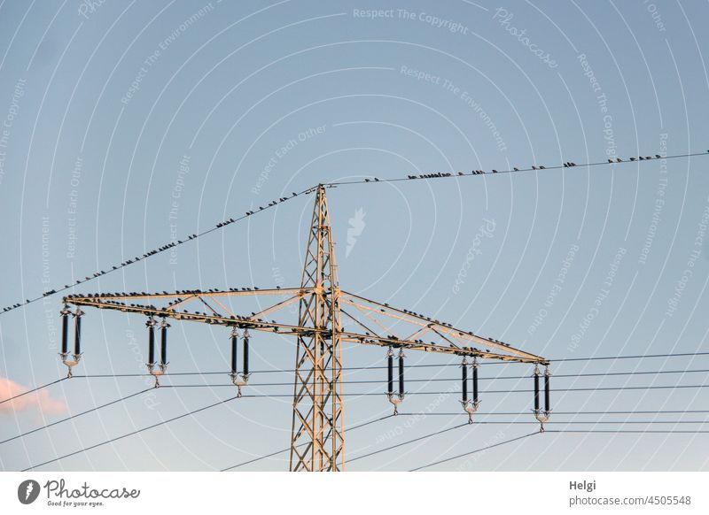 Staraufgebot - viele Stare rasten in der Abendsonne auf Strommast und Stromleitungen Vögel Zugvögel Stromversorgung Mast Metall Himmel blau schönes Wetter