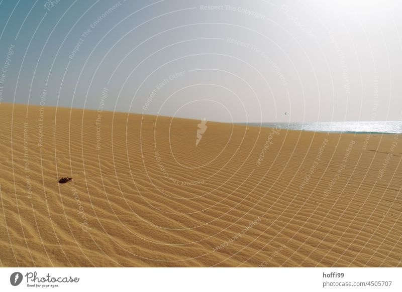 Dühnenlandschaft am Atlantik mit gleißendem Licht am Atlantik Afrika Landschaft Klima Natur Umwelt versanden Strand heiß Dürre Wüste Sand Stranddüne Wärme Düne