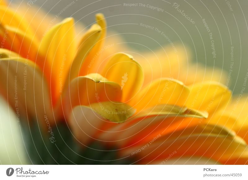 blümchen I gelb grün Gerbera Blume Fenster poetisch Licht Romantik Reihe orange Makroaufnahme Sonne Farbe Natur
