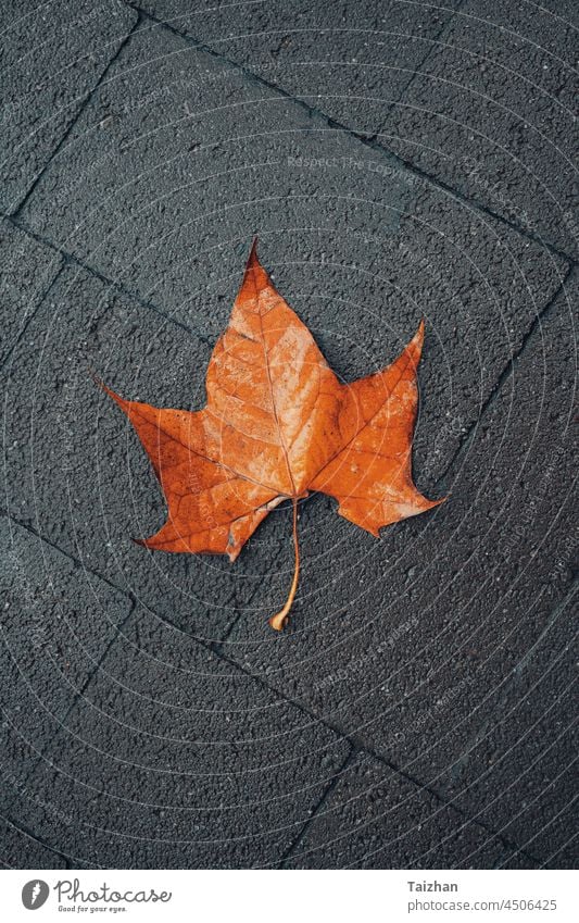Nahaufnahme eines orangefarbenen Herbstblattes auf dunklem Grund Blatt farbenfroh fallen Boden gefallen Saison November abschließen Laubwerk Oktober
