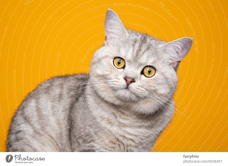 niedliche flauschige Britisch-Kurzhaar-Katze auf gelbem Hintergrund Rassekatze Haustiere britische Kurzhaarkatze gelbe Augen fluffig Fell katzenhaft junge Katze
