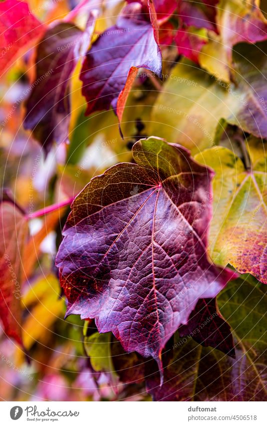 Herbstlich rotes Weinblatt Blatt Natur natürlich ranken Pflanze Wilder Wein herbstlich Herbstlaub lila Herbstfärbung Wand Ranke Mauer Wachstum mehrfarbig