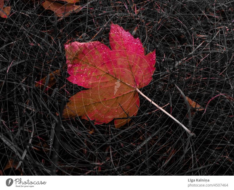 Rotes Herbst-Ahornblatt Blatt Natur rot Herbstlaub herbstlich Herbstfärbung Blätter Herbstwetter Herbststimmung Farbfoto Jahreszeiten Laubwerk Herbstwald