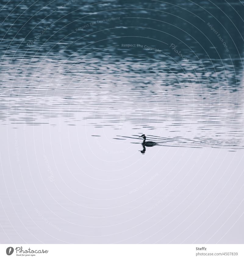 ein Wasservogel im Zwielicht Stille Schatten See Konturen Dämmerung Ruhe Dämmerlicht Haubentaucher schattenhaft halbdunkel besonders poetisch Haiku