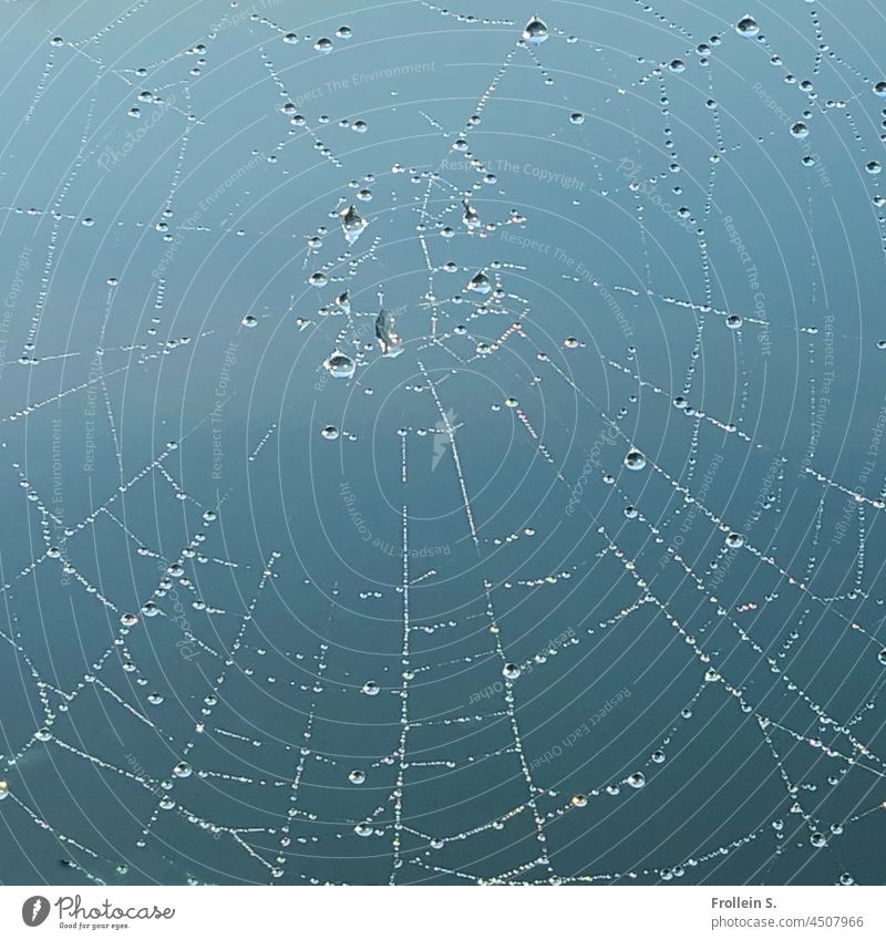 Tau im Spinnennetz | Niemand zu Hause Tropfen Himmel Blau Pastellfarben feucht Außenaufnahme Nahaufnahme Netz Wassertropfen