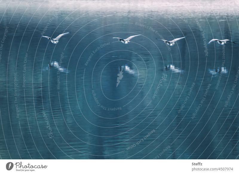 ab zu neuen Ufern in 2022 Kanadagänse Wildgänse Zugvögel Branta canadensis Gänse Gänseflug Vögel Vogelschwarm Vogelflug Vogelzug See Wildvögel Formationsflug