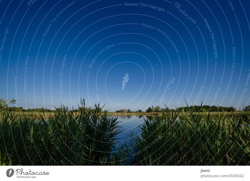 Naturschutz am Fischteich Teich Teichufer See Weiher Wasser Reflexion & Spiegelung Idylle Seeufer Landschaft Sommer Blauer Himmel Wasseroberfläche ruhig