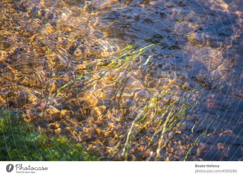 Nah am Wasser 1 Bach Natur Unterwasser Bewegung Wellen