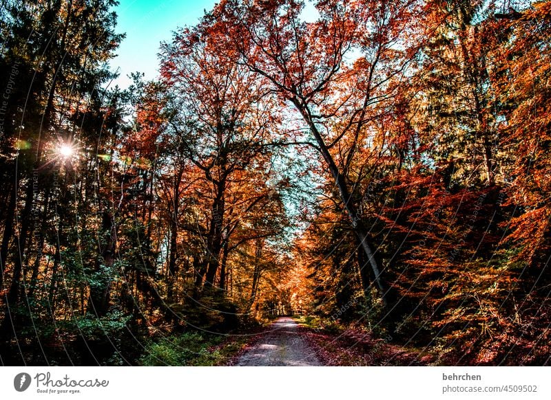 herbstwald Idylle Herbstlandschaft Herbstwetter Blätter Herbstwald Sonne herbstspaziergang Herbstfärbung herbstlich Herbststimmung Herbstlaub Natur Jahreszeiten