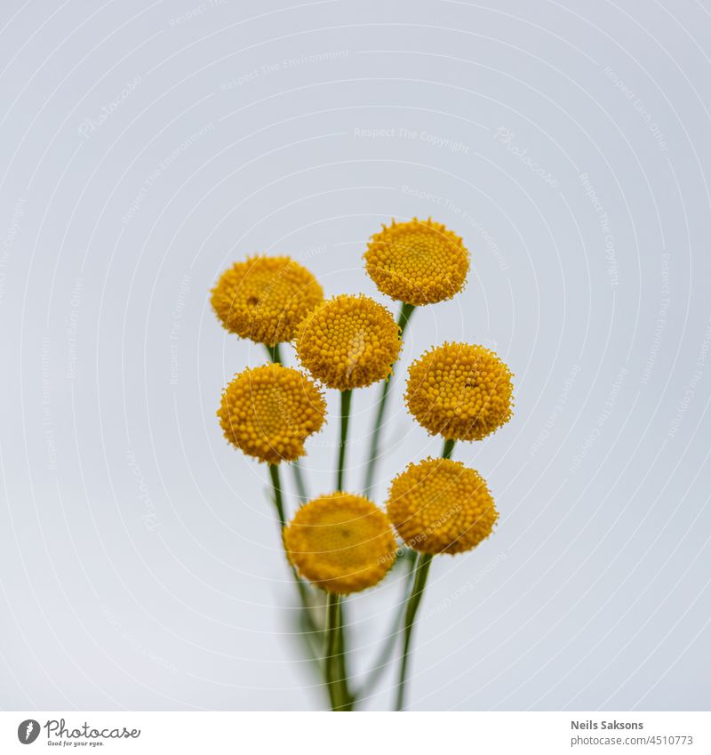 Tanacetum vulgare Blumen isoliert auf hellem Hintergrund alternativ schön Schönheit bitter bittere Knöpfe Blütezeit Überstrahlung Botanik Nahaufnahme Farbe